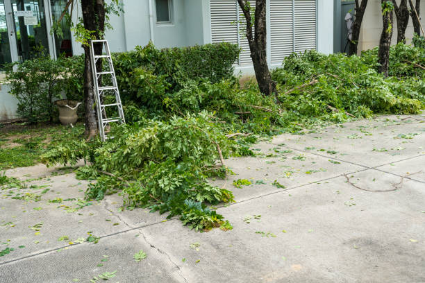 Best Tree Cutting Near Me  in Quitman, TX